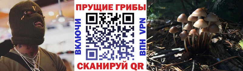 mega как войти Лесной Псилоцибиновые грибы Psilocybine cubensis